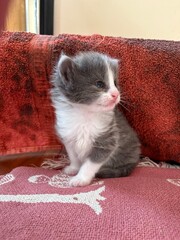 Adorable fluffy kitten growing up in its foster home