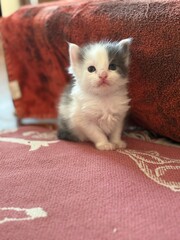 Adorable fluffy kitten growing up in its foster home