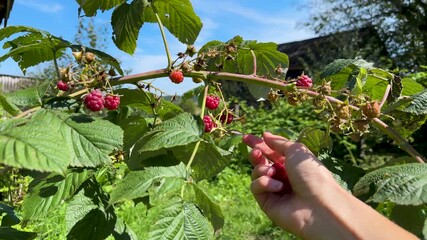 Organic raspberry farming and homegrown food concept: hand picking fresh ripe red raspberries from natural garden bush outdoors.Natural foraging and organic farming concept