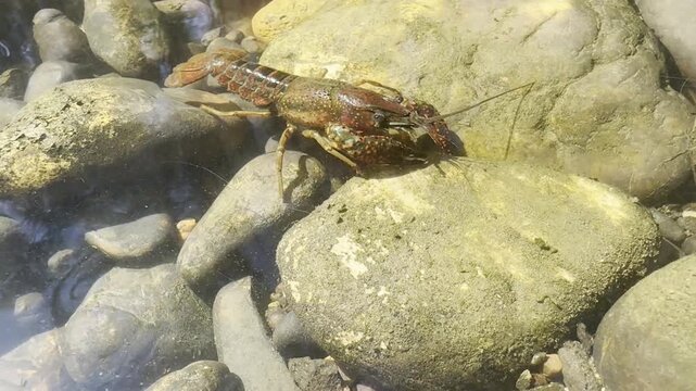 Invasive red swamp crayfish - Procambarus clarkii - crawling over wet stones in shallow freshwater. Vivid red claws and armored body under bright sunlight.