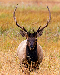 Elk in Grand Teton National Park