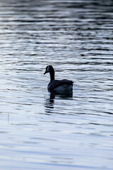 Heron and Ducks in Grand Teton National Park