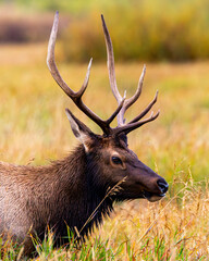 Elk Grazing in Grand Teton National Park