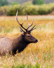 Elk Grazing in Grand Teton National Park