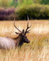 Elk Grazing in Grand Teton National Park