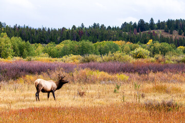 Elk Grazing in Grand Teton National Park