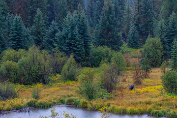 Moose Resting in Grand Teton National Park