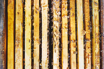 Honey bees clustering on wooden frames inside beehive, insects gathering and moving across vertical slats, close up showing natural hive structure and active bee colony behavior