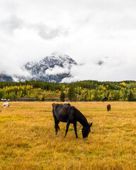 Horses Grazing in Grand Teton National Park