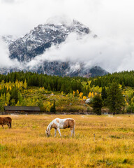 Horses Grazing in Grand Teton National Park