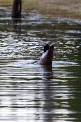 Herons and Ducks in Grand Teton National Park
