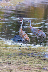 Herons and Ducks in Grand Teton National Park