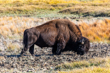 Fototapeta premium Bison Grazing in Grand Teton National Park