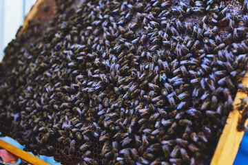 Honey bees swarming on honeycomb frame, insects clustering densely while producing honey and maintaining hive structure, wooden frame held by unseen beekeeper, close up view