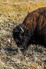 Bison Grazing in Grand Teton National Park