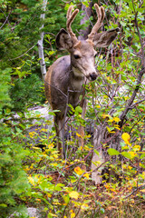 Deer Grazing in a Forest in Grand Teton National Park