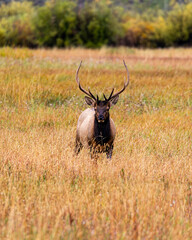 Elk Grazing in Grand Teton National Park