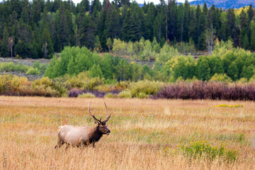 Elk Grazing in Grand Teton National Park