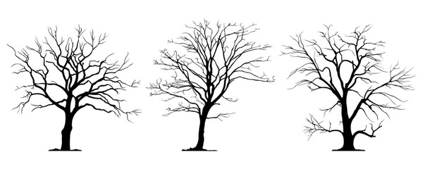 Silhouette of a tree without leaves.Set. Vector illustration.