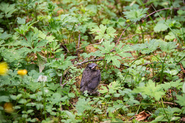 Small bird sitting among lush green foliage, surrounded by vibrant plants and flowers, showcasing the beauty of nature in a serene forest environment