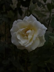 white rose in the garden