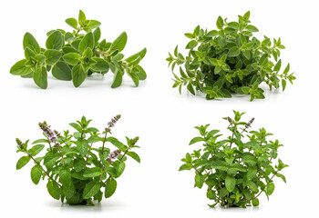 Fototapeta premium Oregano and Mint Herb Collection