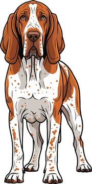 Bracco Italiano dog standing alert facing front vector illustration