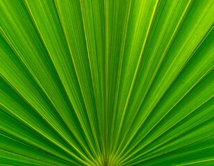 Close-up of a vibrant green palm leaf