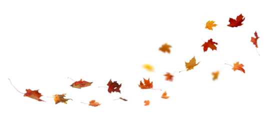 Autumn Leaf Fall on Transparent Background.  Maple Vibrant leaves cut outs  

