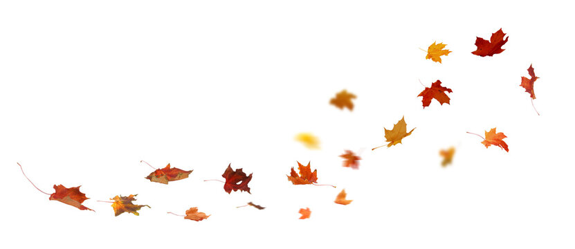 Autumn Leaf Fall on Transparent Background.  Maple Vibrant leaves cut outs  

