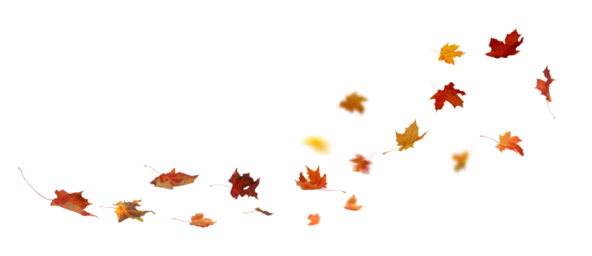 Autumn Leaf Fall on Transparent Background.  Maple Vibrant leaves cut outs  

