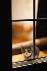 窓辺の子猫