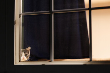 窓辺の子猫