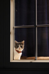 窓辺の子猫
