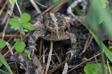 Toad on ground