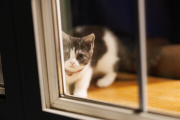 窓辺の子猫