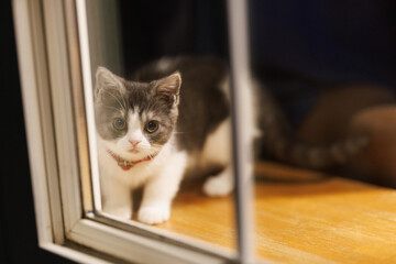 窓辺の子猫