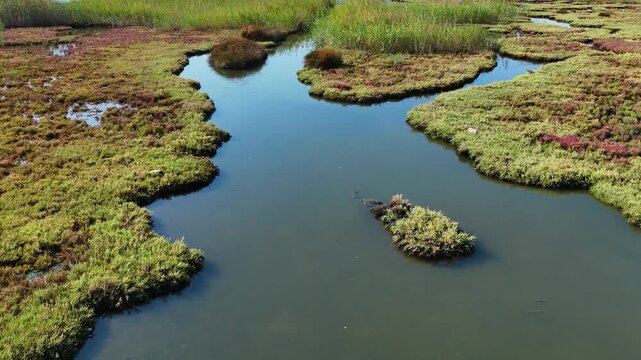 An aerial video captures a beautiful salt marsh ecosystem with its distinctive red and green succulent plants bordering the calm waters of a coastal estuary