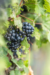 rote weintrauben