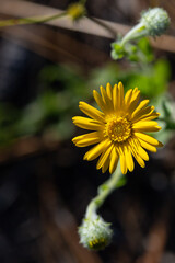 Yellow cloud aster 