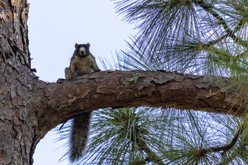 Fox squirrel perched on a pine branch © meandershine
