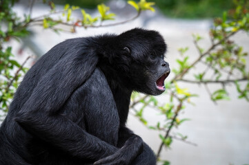 Side View of a Spider Monkey with its Mouth Open