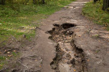 Soil erosion in the forest after rain.