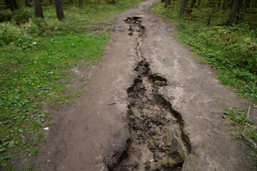 Soil erosion in the forest after rain.