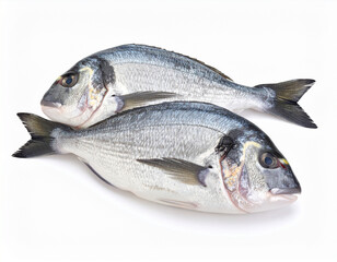Obraz premium Two Fresh Gilthead Seabream Fish on White Background, Ready for Cooking, Seafood Still Life