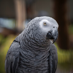 Close up African Grey Parrot