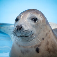 Obraz premium Rescued Young Seal Cub in Shallow Water