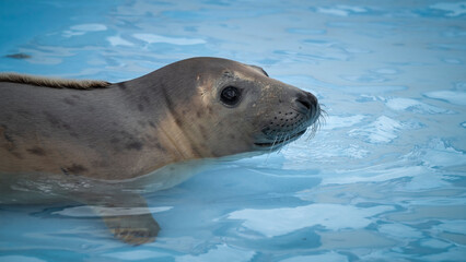 Fototapeta premium Rescued Young Seal Cub in Shallow Water