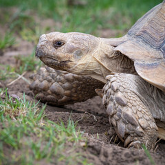 Close up Very Large Tortoise