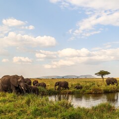 Obraz premium Elephants drinking and refreshing in a pond in the african savanna